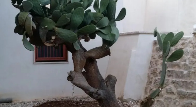 Апартаменты Trullo Sotto le Stelle