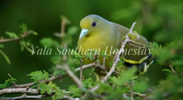 Yala Southern Homestay