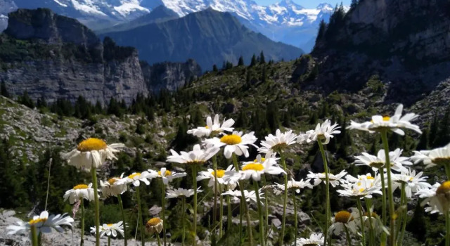 Апартаменты Swiss Interlaken Apartment Luxury