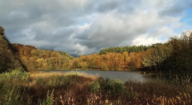 Апартаменты Rommersheim Forest Retreat