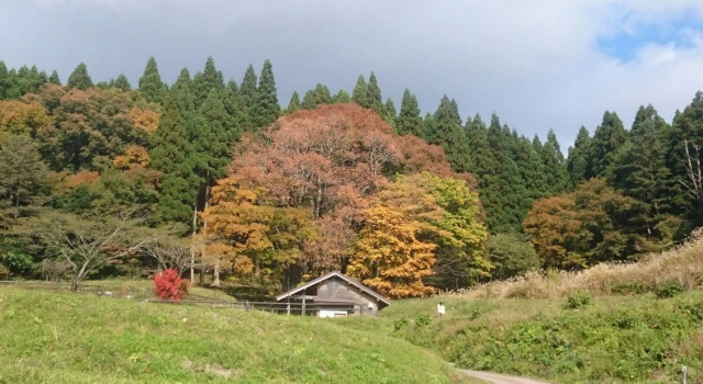 Royal Hajime, Prenota Hotel Yabu Hyogo