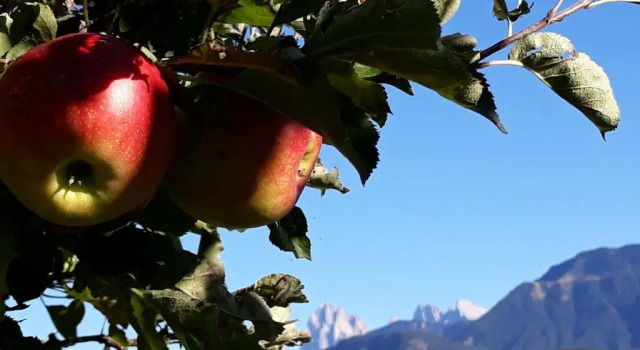 Апартаменты HAUSERHOF Farmhouse with Dolomite View