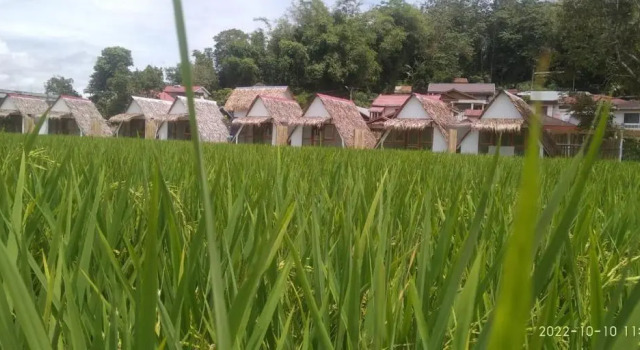 Bamboo Shack