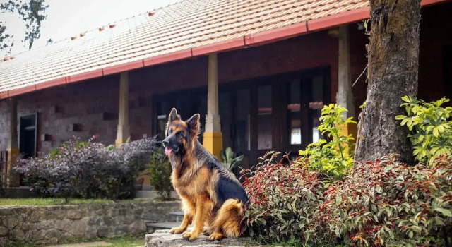 Amã Stays & Trails Alpenhof , Coorg, Rezervovat Vila Chaty v Coorg, Chalupa