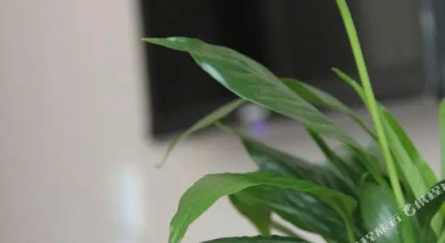 Номер Standard Meizhixing Business Hotel