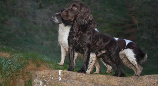 Коттедж с 2 комнатами Spaniel Cottage with views of Ham hill, Stoke sub Hamdon