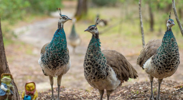 Kerriley Park Farm Stay, Buchen Sie Bauernhof Yallingup Geographe Bay