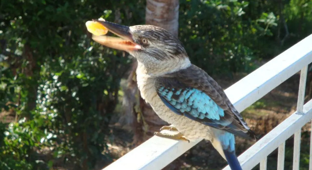 Коттедж Daggoombah Holiday Home Magnetic Island