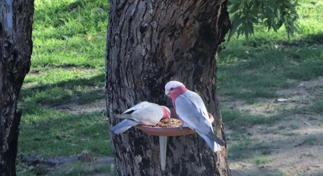Коттедж A Stanthorpe Getaway