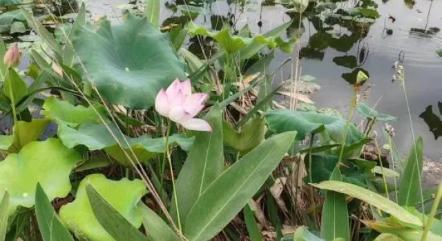 Lotus Garden (Tongling College Branch), Prenota Hotel Hotel a Anhui con parcheggio, Parcheggio