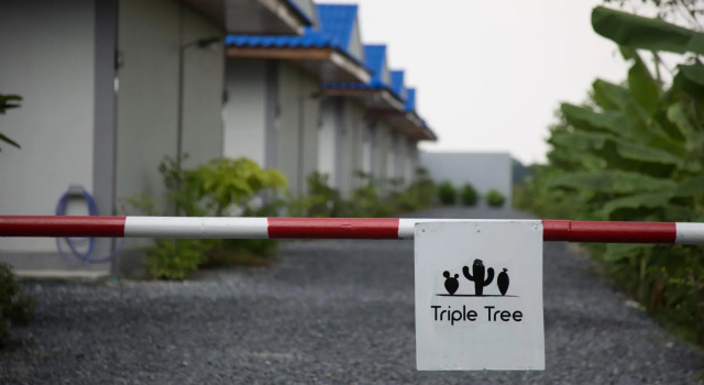 Номер Standard Triple Tree Resort