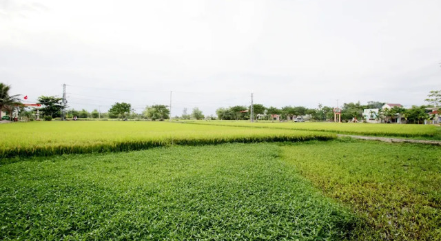 Номер Standard Rice Flower Homestay