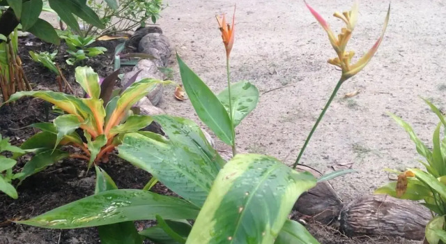 Вилла с 3 комнатами с балконом Caye Caulker Vacation Homes