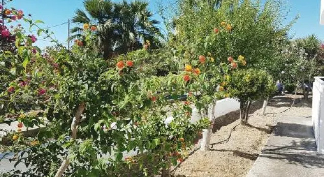 Chrisanthi Studios, Reserva ahora Hostal o pensión Charaki Rodas