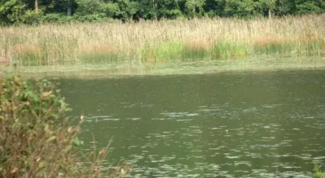 Pasuojė