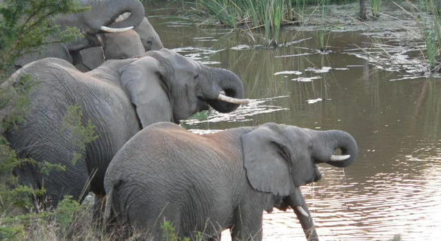 Вилла Superior Lalibela Wildlife Reserve - Mills Manor