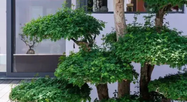 Люкс Purple House Koi Pond Courtyard Guesthouse