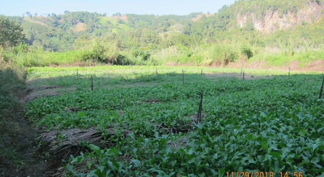 Семейная вилла с 2 комнатами с видом на горы Farmstay at Pha Ma Chiangrai