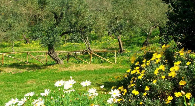 Апартаменты Standard Agriturismo i Moresani