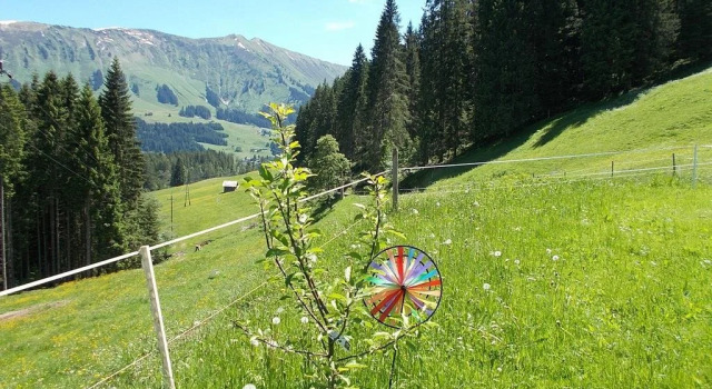Berghof Felder, Забронировать Отель Миттелберг 