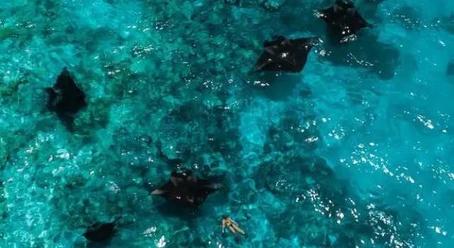 The Mureed, Foglalás Szálloda Fulidhoo Felidu-atoll