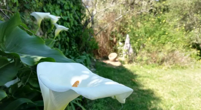 Номер Superior Casa Holstein Quinta de Sao Sebastiao Sintra