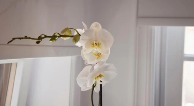 Вилла Casa Regina Luxury House