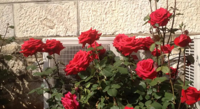 Апартаменты Apartment Flora