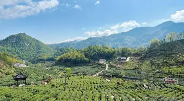 Zhuxi Tea Garden · Homestay