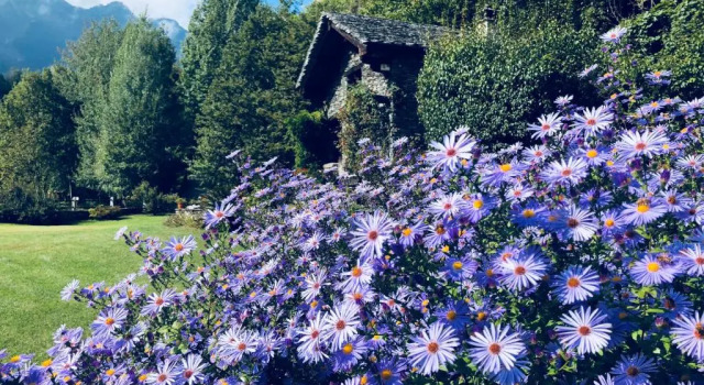 Chalet Le Primule