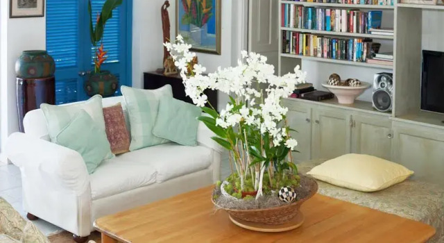 Lime Tree villa