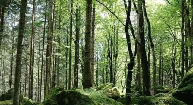 B & B Il Sottobosco, Buchen Sie Hotel Hotels in Val Masino mit Parkplatz, Parkplätze