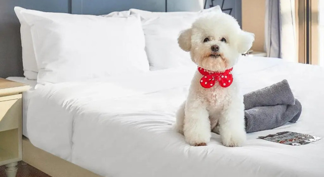 Двухместный семейный номер Deluxe Отель Poco Seoul