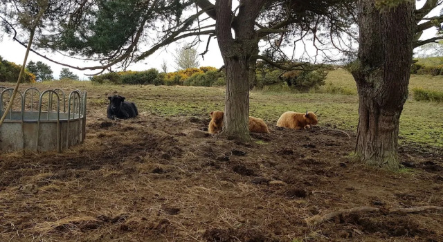 Апартаменты Black Isle Holiday Apartments