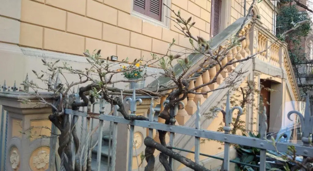 Двухместный номер Standard Tilia