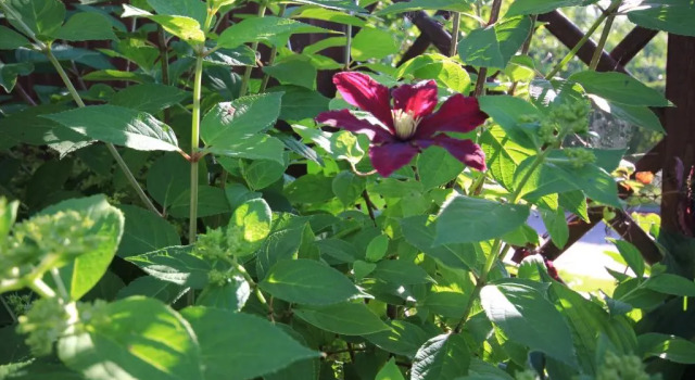 Люкс Premium Suiten-Hotel mare Langeoog