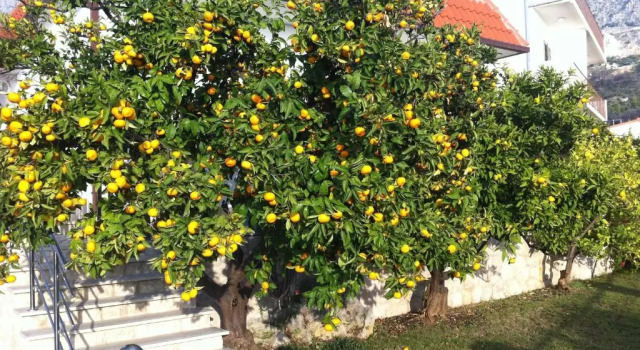 Вилла Villa OLD OLIVE, 3lovelyvillas