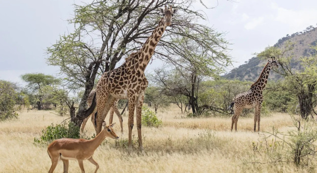 Номер Standard с балконом Meliá Serengeti Lodge member of Meliá Collection