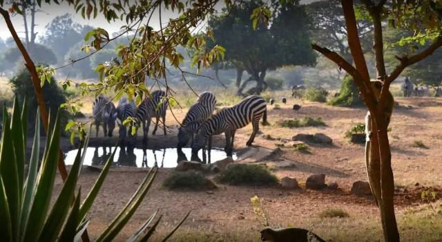 Maralal Safari Lodge, Reserva ahora Hotel Samburu Kenia
