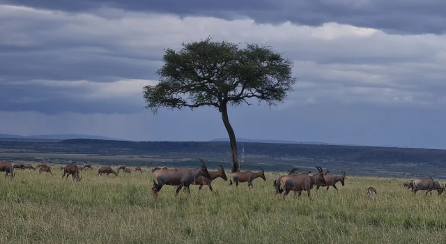 Номер Standard Amanya Sunset Star Bed Masai Mara