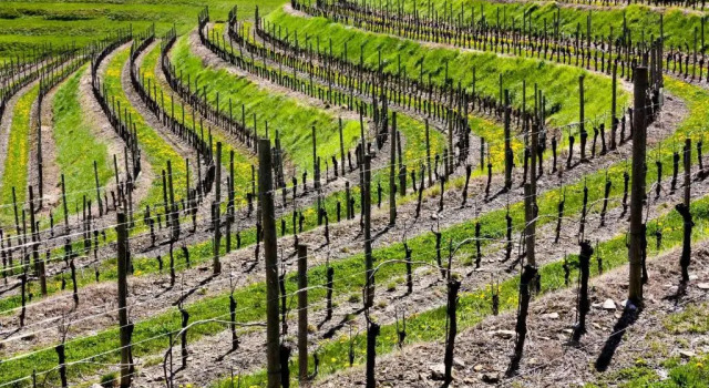 D'Orsaria B&B And Wines, Book Bed and Breakfast Hoteller i Friuli Venezia Giulia med parkering, Parkering