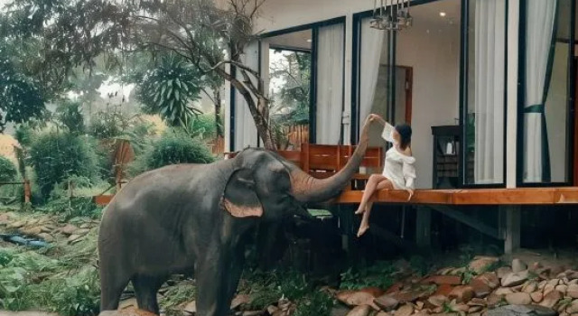 3Pok wake with elephants