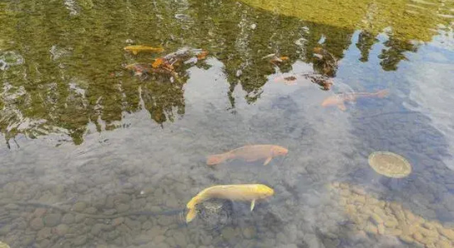 Hangzhou Xihu Scenic Area Hong'er Farm stay, Rezerwuj Pobyt na farmie Xihu Hangzhou