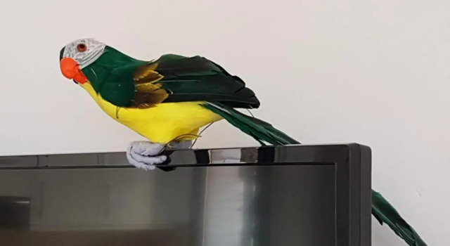 Апартаменты с 2 комнатами Parrot’s House