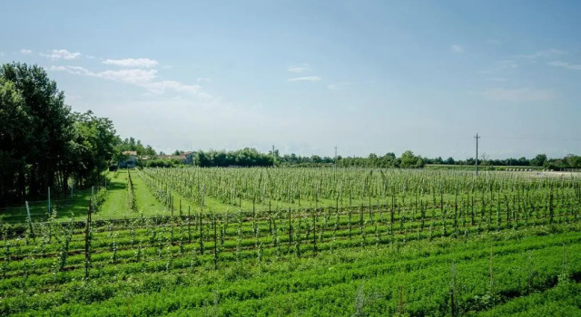 Номер Standard Alloggi Agrituristici Le Vignole