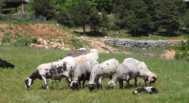 Коттедж с 6 комнатами Poble Rural Puig Arnau - Pubilló