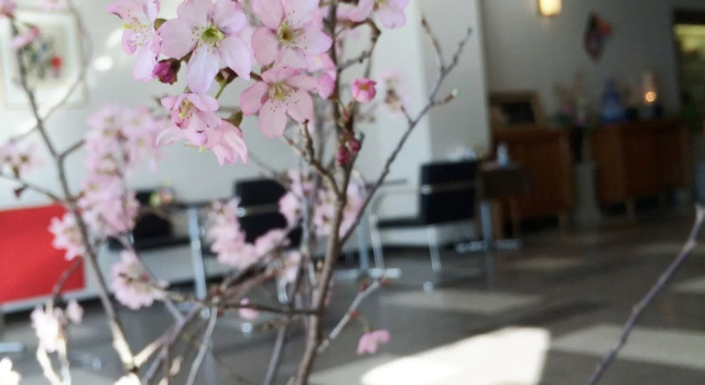 Sakuraya, Buchen Sie Hotel Hatsukaichi Hiroshima