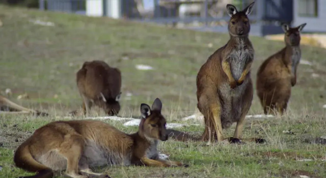 Waves & Wildlife Cottages Kangaroo Island, Reserva ahora Hotel Cygnet River Australia Meridional
