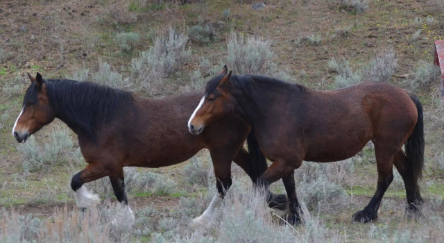Wildhorse Mountain Guest Ranch, Buchen Sie Pension  