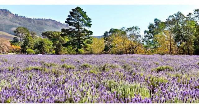 Люкс Lavender Farm Boutique Guest House